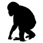 ape